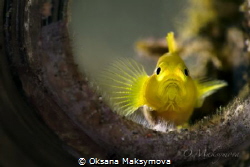 Lemon goby (Lubricogobius exiguus) by Oksana Maksymova 